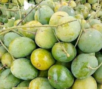 40KG Himsagor Mango (সরাসরী সাতক্ষীরার বাগান থেকে)