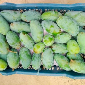 20 KG Nak Fazli Mango